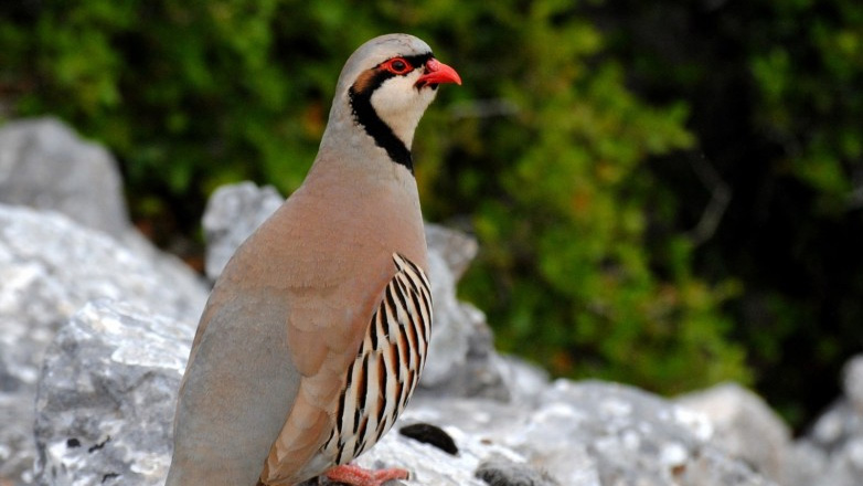 Μέτρα για να προστατευτεί η νησιωτική πέρδικα στη Χίο ζητούν 400 κυνηγοί του νησιού