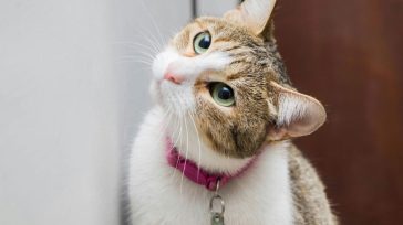 Λάρισα: Τριάντα χιλιάδες ευρώ πρόστιμο σε ηλικιωμένο που σκότωσε γάτα