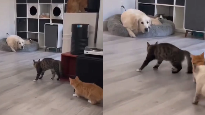 Η συμμορία με τις γάτες