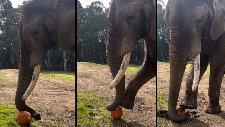 Eλέφαντας δοκιμάζει διάφορες μεθόδους για να σπάσει μια σκληρή κολοκύθα