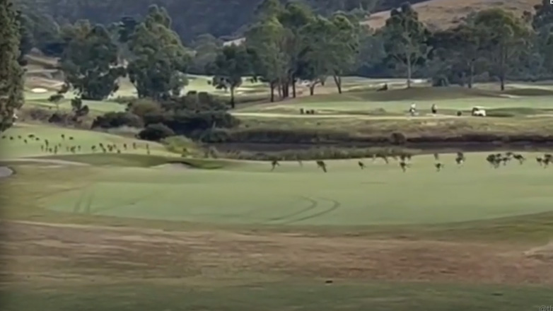 Αφηνιασμένα καγκουρό εισβάλουν σε γήπεδο γκολφ