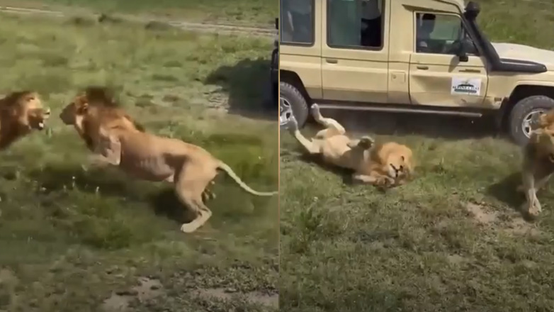 Λιοντάρια λυγίζουν σίδερα ενώ καβγαδίζουν