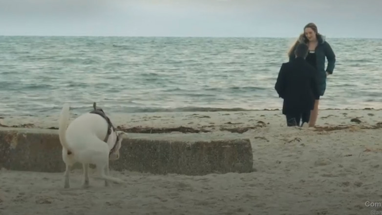 Σκύλος “χαλάει” πρόταση γάμου