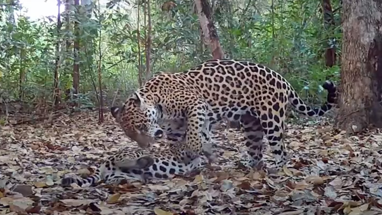 Σπάνιο στιγμιότυπο μητέρας ιαγουάρου που θηλάζει τα μωρά της