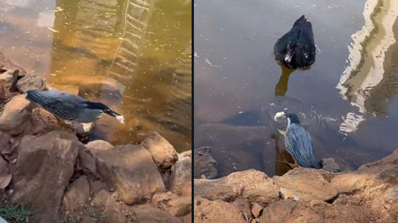 Ένα πουλί ψαρεύει με ψωμί