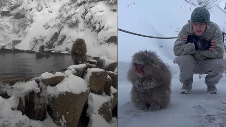 Μαϊμούδες του χιονιού σε σπα θερμών πηγών