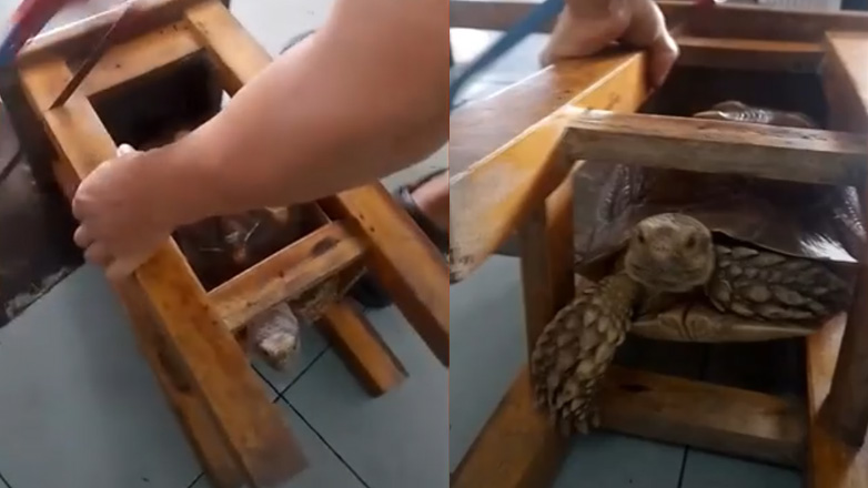 Άνδρας διασώζει την άτακτη χελώνα του