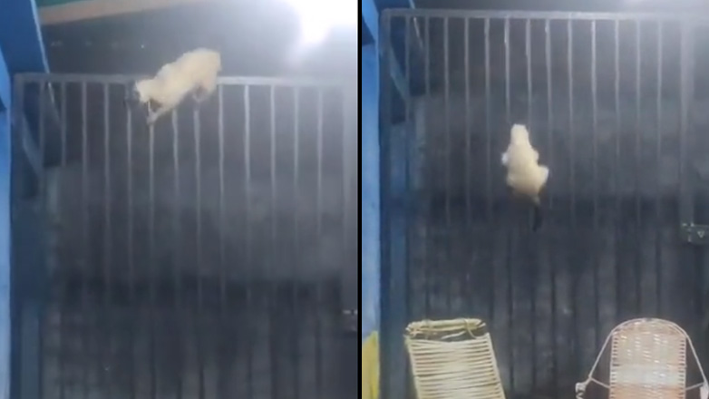 Γάτα σε επικίνδυνες αποστολές