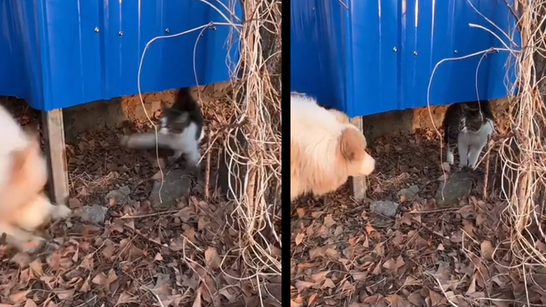 «Η περιέργεια σκότωσε τη γάτα»