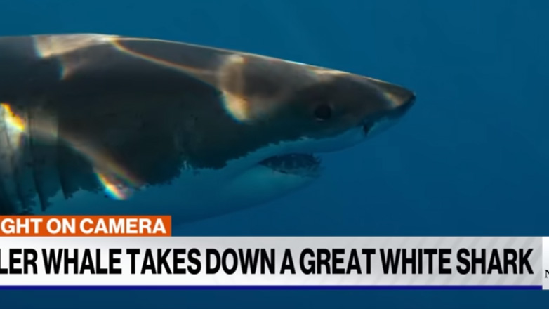 Φάλαινα όρκα επιτίθεται σε λευκό καρχαρία