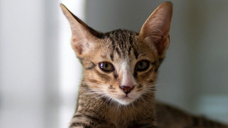 Γιατί η γάτα περιστρέφει γρήγορα τα αυτιά της;