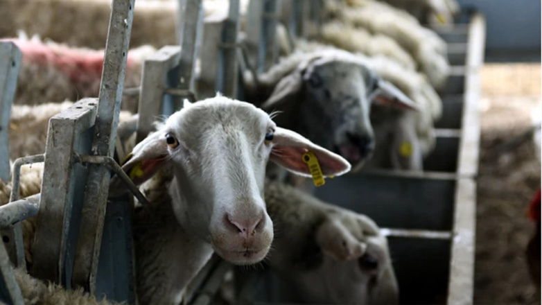 Ηράκλειο: Πήγε στο μαντρί και αντίκρισε νεκρά 70 αρνιά – Σε απόγνωση γυναίκα κτηνοτρόφος