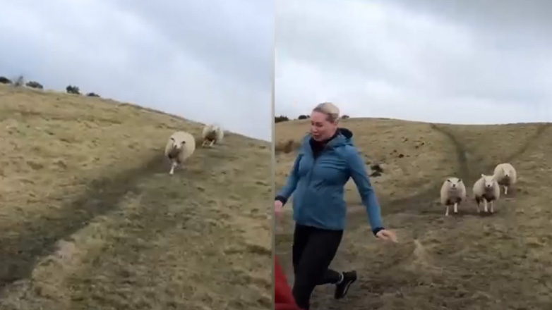 Τρομοκρατημένη γυναίκα τρέχει να ξεφύγει κοπάδι αρνιών