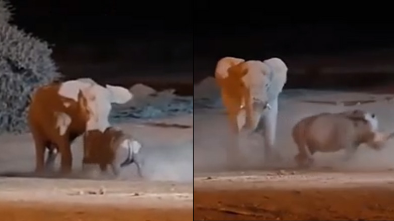 Ρινόκερος επιτίθεται σε ελέφαντα