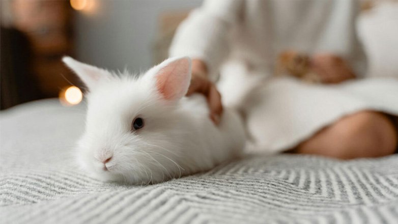Πού οφείλεται η τριχόπτωση στα κουνέλια