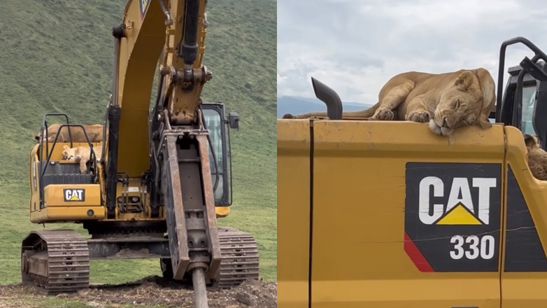 Λέαινες κοιμούνται πάνω σε ένα εκσκαφέα