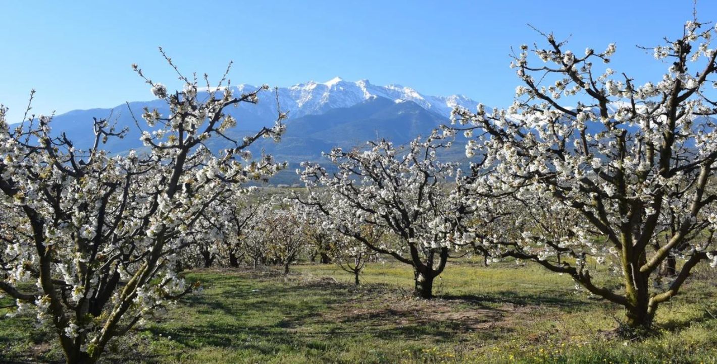 Oι ανθισμένες κερασιές της Πιερίας