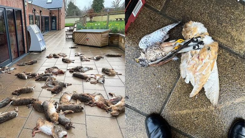 Τρόμος με νεκρά ζώα στους δρόμους βρετανικής πόλης