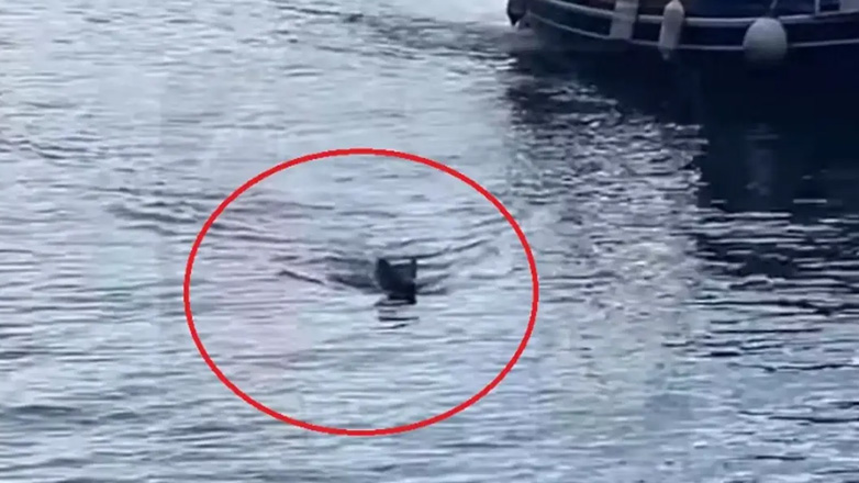 Μαγνησία: Αγριογούρουνο έπεσε στη θάλασσα για να αποφύγει λύκους