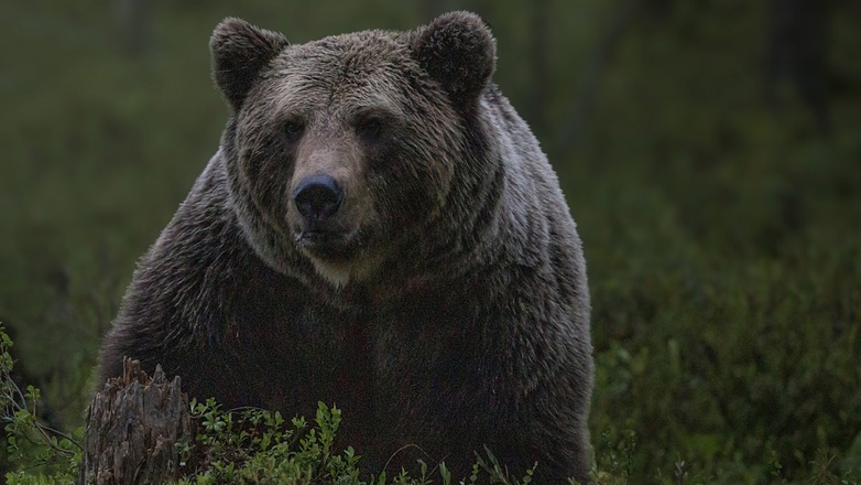 Σλοβακία: Πέντε τραυματίες από επίθεση αρκούδας σε τουριστική πόλη