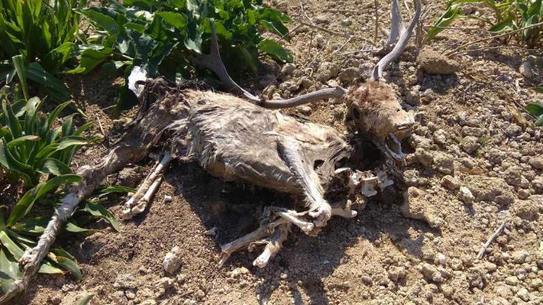 Ρόδος: Παρέμβαση εισαγγελέα για τα νεκρά ελάφια στο Ροδίνι