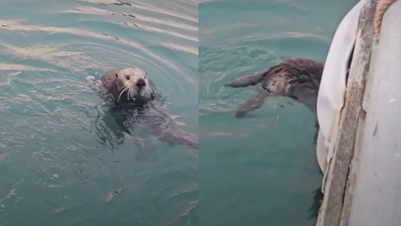 Μαμά ενυδρίδα προστατεύει το μικρό της