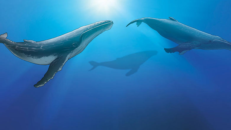 Επιστήμη: Πώς εμφανίστηκε η εμμηνόπαυση στα θηλαστικά; – Η ιστορία της «χρήσιμης γιαγιάς φάλαινας»