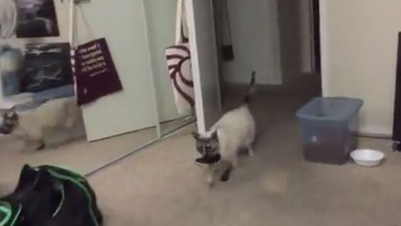 Η γάτα μου έπιασε επιτέλους ένα ποντίκι