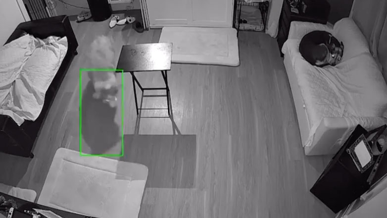 Επιβεβαιώθηκε: Οι σκύλοι δεν βλέπουν στο σκοτάδι