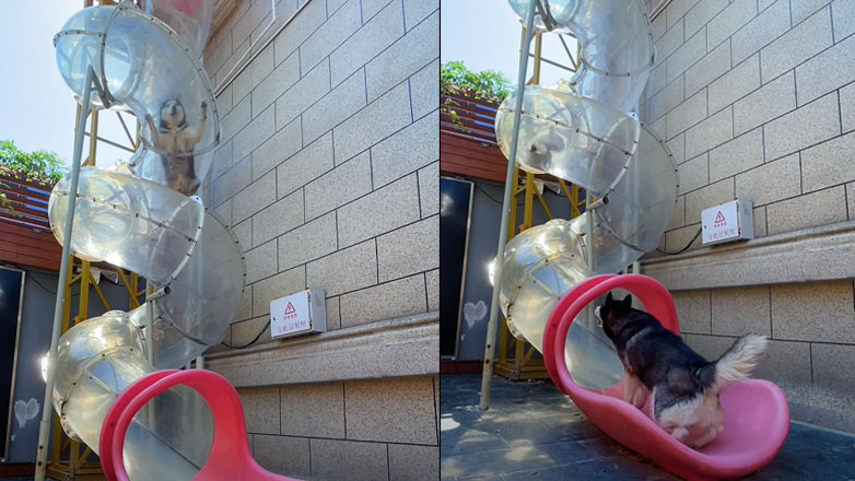 Τσουλήθρα για σκύλους