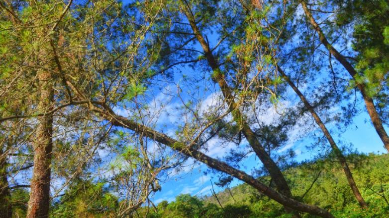 Φρίκη στη Θεσσαλία: Βρέθηκαν πολλά νεκρά ζώα και 193 δηλητηριασμένα δολώματα
