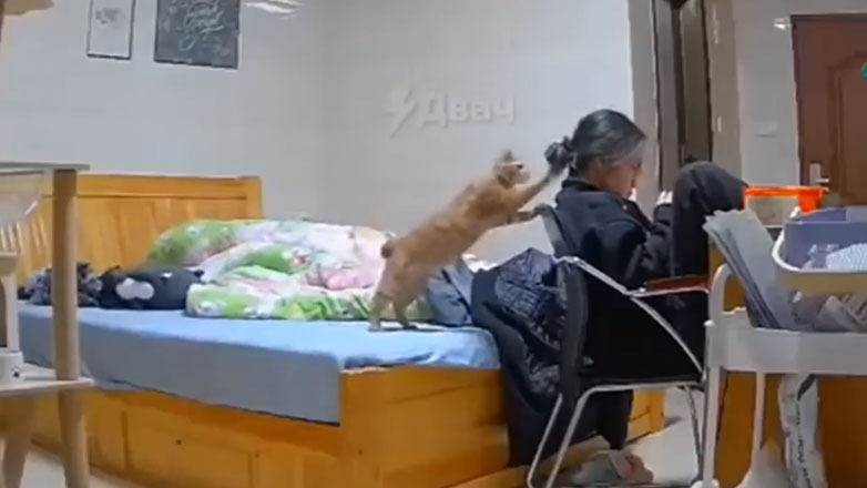 Η γάτα βαριέται