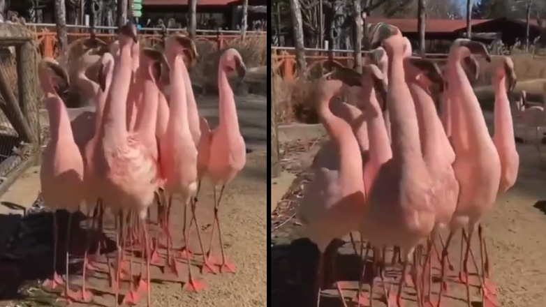 Ειδική επιτροπή επιθεώρησης