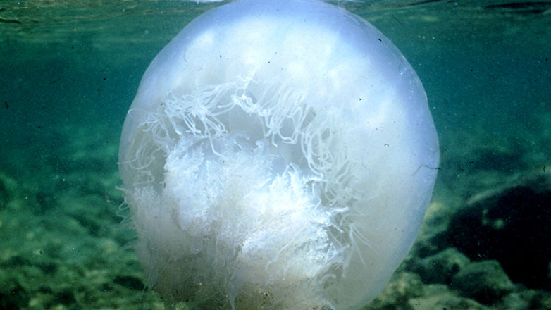 Σε αρκετές παραλίες της Ρόδου έχει εντοπιστεί η τροπική μέδουσα Rhopilema nomadica