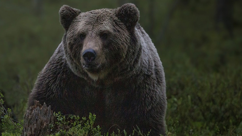 Καστοριά: Νεκρή αρκούδα 300 κιλών σε σύγκρουση με ΙΧ