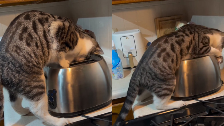 Γάτα πιάνει ποντίκι