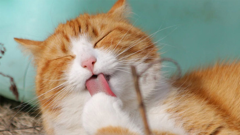 Μπορεί η γάτα μου να φάει τυρί;