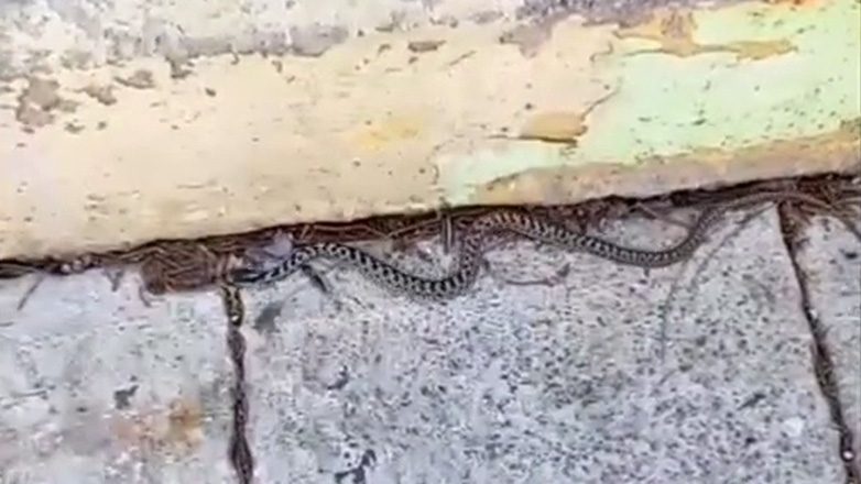 Πανικός στα Δικαστήρια Κορίνθου από φίδι