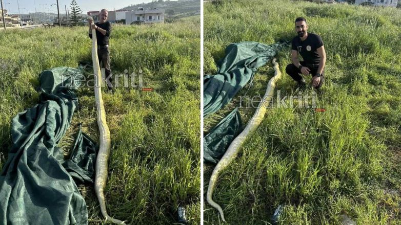 Ηράκλειο: Βρήκαν πύθωνα 5 μέτρων σε χωράφι