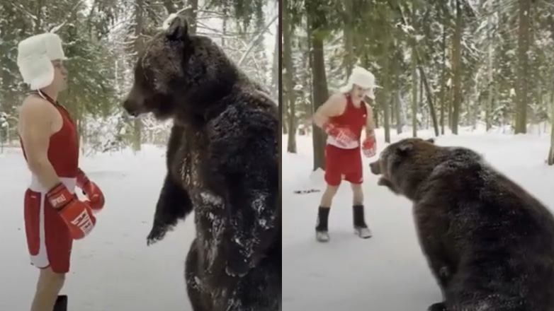Μποξέρ προπονείται με παρτενέρ μια αρκούδα!