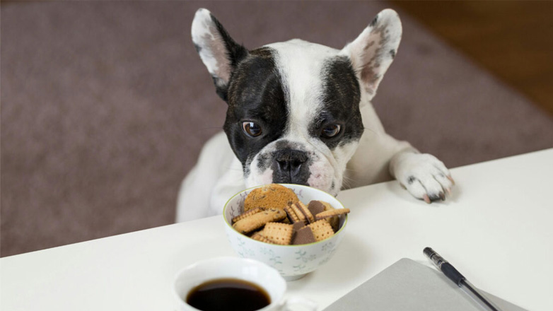 Έχουν γεύση τα σκυλιά;