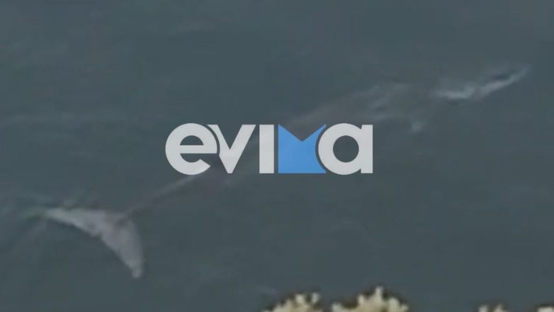 Φάλαινα εμφανίστηκε σε παραλία της Εύβοιας