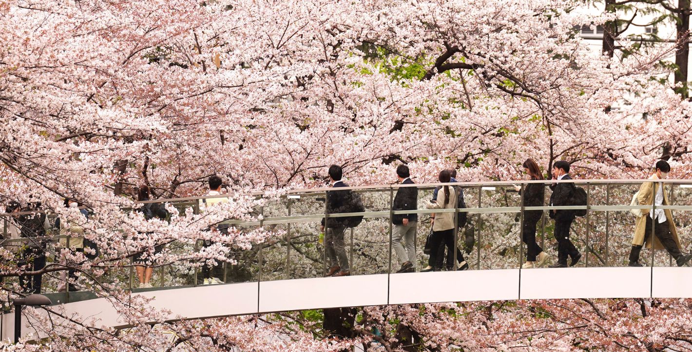 Ανθισμένες κερασιές στο Τόκυο