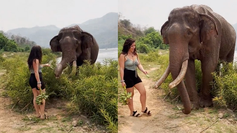 Τουρίστρια δελεάζει έναν ελέφαντα με μπανάνες