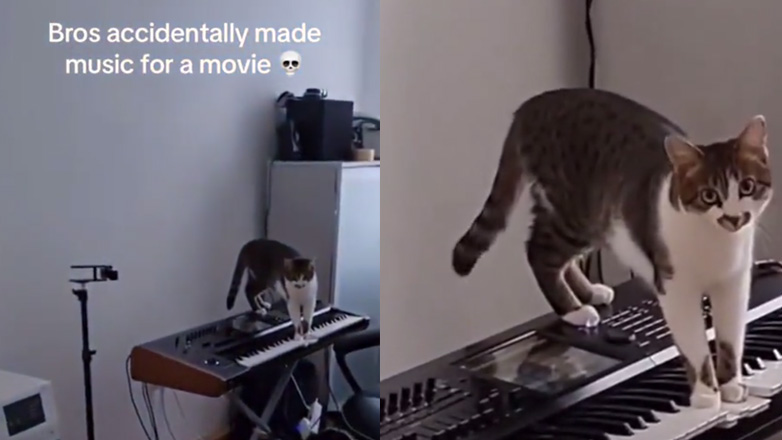 Γάτα συνθέτει μουσική για ταινία θρίλερ