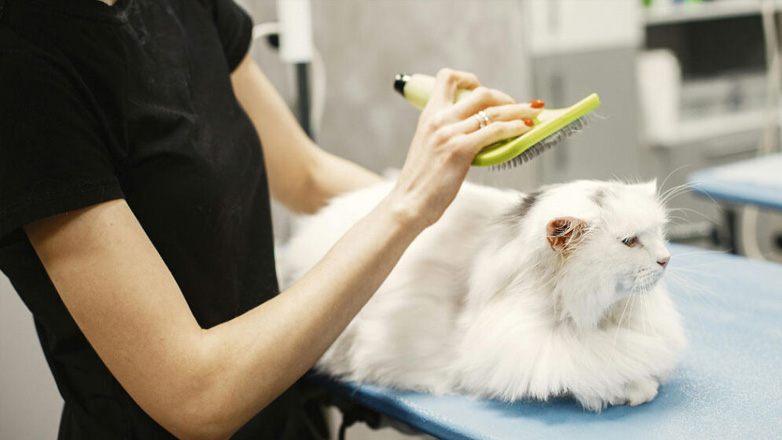 Πώς να επιλέξετε τον κατάλληλο κτηνιάτρο για το κατοικίδιό σας