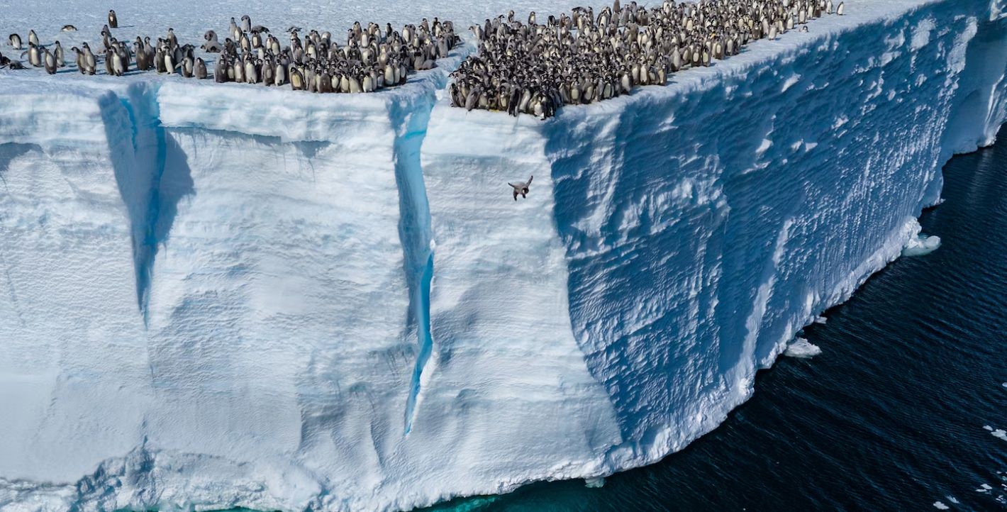 Μωρά πιγκουίνοι βουτούν για πρώτη φορά στο νερό