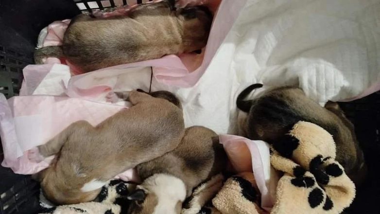 Νέα Ιωνία: Πέταξε κουτάβια σε κάδο λίγο πριν περάσει απορριμματοφόρο