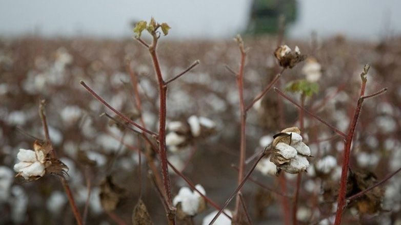 Υπουργείο Αγροτικής Ανάπτυξης και Τροφίμων: Συγκροτείται Ομάδα Εργασίας για το Βαμβάκι