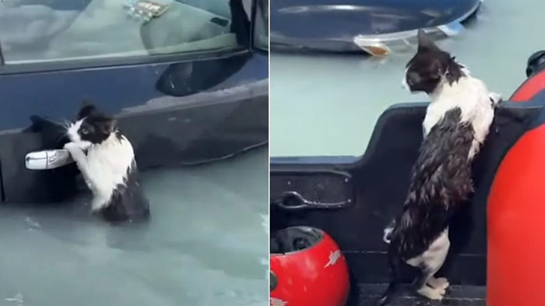 Ντουμπάι: Γάτα διασώθηκε από τις πλημμύρες αφού γαντζώθηκε σε πόρτα αυτοκινήτου